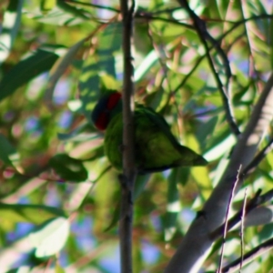 Glossopsitta concinna at Moruya, NSW - suppressed