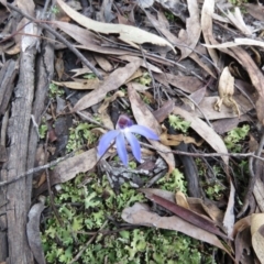 Cyanicula caerulea (Blue Fingers, Blue Fairies) at Block 402 - 22 Aug 2020 by SandraH