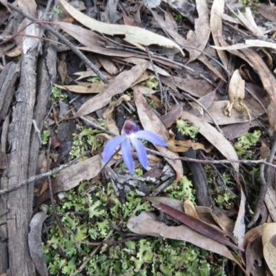 Cyanicula caerulea (Blue Fingers, Blue Fairies) at Denman Prospect, ACT - 22 Aug 2020 by SandraH