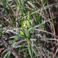 Pimelea linifolia (Slender Rice Flower) at Downer, ACT - 22 Aug 2020 by ConBoekel