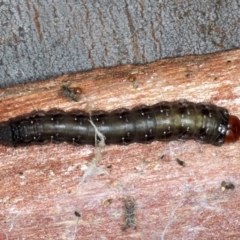 Oenosandra boisduvalii (Boisduval's Autumn Moth) at Majura, ACT - 22 Aug 2020 by jb2602