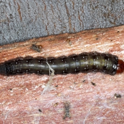 Oenosandra boisduvalii (Boisduval's Autumn Moth) at Majura, ACT - 22 Aug 2020 by jb2602