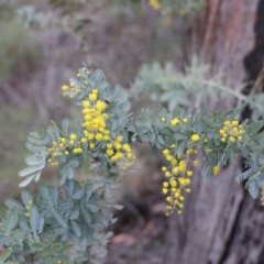 Acacia baileyana (Cootamundra Wattle, Golden Mimosa) at Black Mountain - 22 Aug 2020 by ConBoekel