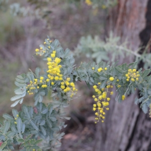 Acacia baileyana at Downer, ACT - 23 Aug 2020