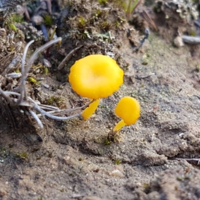 Lichenomphalia chromacea (Yellow Navel) at Mongarlowe River - 23 Aug 2020 by trevorpreston