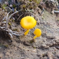 Lichenomphalia chromacea (Yellow Navel) at Mongarlowe River - 23 Aug 2020 by tpreston