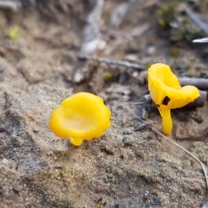 Lichenomphalia chromacea at Marlowe, NSW - 23 Aug 2020 12:42 PM