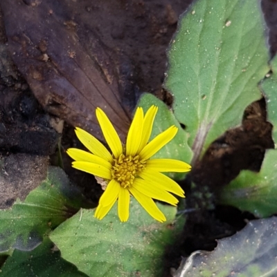 Cymbonotus sp. (preissianus or lawsonianus) (Bears Ears) at Mongarlowe River - 23 Aug 2020 by tpreston