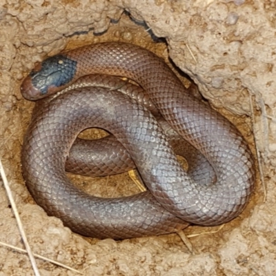 Parasuta flagellum (Little Whip-snake) at Bungendore, NSW - 23 Aug 2020 by trevorpreston