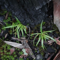 Luzula sp. (Woodrush) at Black Mountain - 22 Aug 2020 by ConBoekel