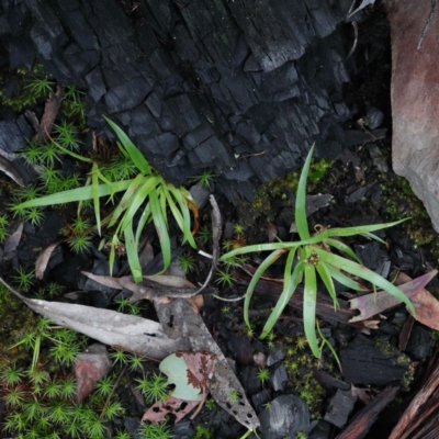 Luzula sp. (Woodrush) at Black Mountain - 22 Aug 2020 by ConBoekel