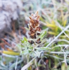 Gamochaeta purpurea (Purple Cudweed) at Mongarlowe River - 23 Aug 2020 by tpreston