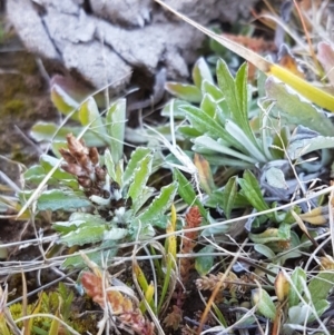 Gamochaeta calviceps at QPRC LGA - 23 Aug 2020