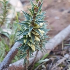 Melichrus urceolatus (Urn Heath) at Mongarlowe River - 23 Aug 2020 by tpreston