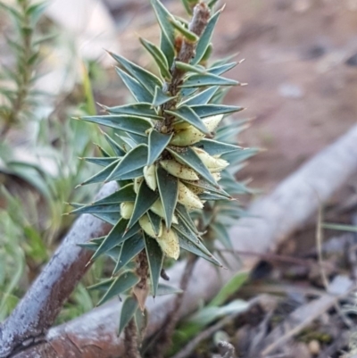 Melichrus urceolatus (Urn Heath) at Mongarlowe River - 23 Aug 2020 by tpreston