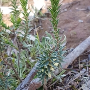 Melichrus urceolatus at Marlowe, NSW - 23 Aug 2020