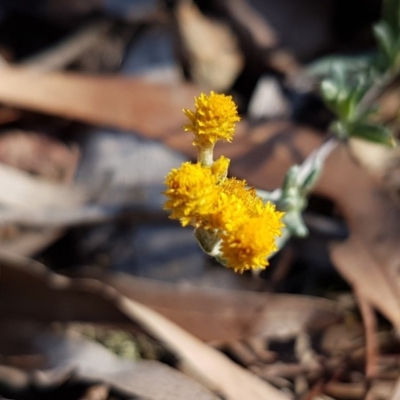 Chrysocephalum semipapposum (Clustered Everlasting) at Mongarlowe River - 23 Aug 2020 by tpreston