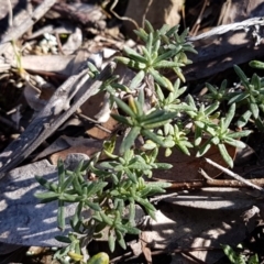 Chrysocephalum semipapposum at Marlowe, NSW - 23 Aug 2020