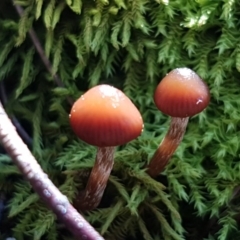 Unidentified Cap on a stem; gills below cap [mushrooms or mushroom-like] at Marlowe, NSW - 23 Aug 2020 by tpreston