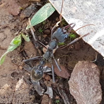 Myrmecia pyriformis (A Bull ant) at Marlowe, NSW - 23 Aug 2020 by tpreston
