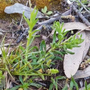 Leptorhynchos squamatus subsp. squamatus at Marlowe, NSW - 23 Aug 2020