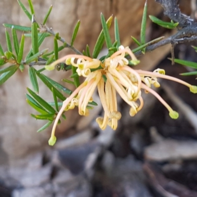 Grevillea juniperina (Grevillea) at Mongarlowe River - 23 Aug 2020 by tpreston