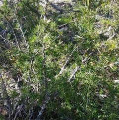 Grevillea juniperina at Marlowe, NSW - 23 Aug 2020 12:13 PM