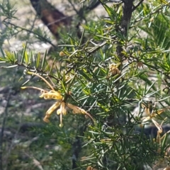 Grevillea juniperina at Marlowe, NSW - 23 Aug 2020 12:13 PM