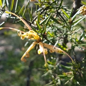 Grevillea juniperina at Marlowe, NSW - 23 Aug 2020