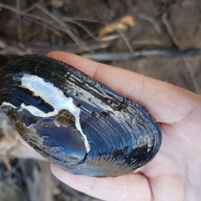 Hyriidae sp. (family) (Freshwater Mussels) at Marlowe, NSW - 23 Aug 2020 by tpreston