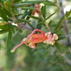 Grevillea juniperina subsp. villosa at Mongarlowe River - 23 Aug 2020 by tpreston