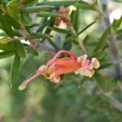 Grevillea juniperina subsp. villosa at Marlowe, NSW - 23 Aug 2020 by trevorpreston