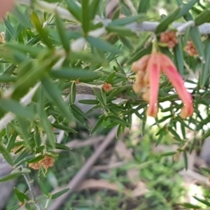 Grevillea juniperina subsp. villosa at Marlowe, NSW - 23 Aug 2020