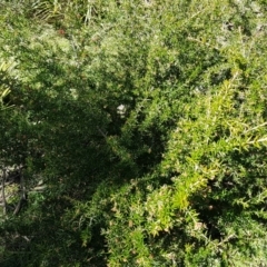 Grevillea juniperina subsp. villosa at Marlowe, NSW - 23 Aug 2020
