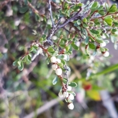 Cryptandra amara (Bitter Cryptandra) at Marlowe, NSW - 23 Aug 2020 by trevorpreston