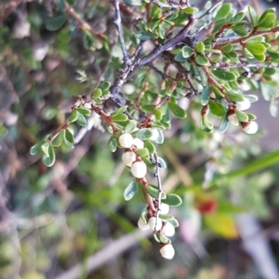 Cryptandra amara (Bitter Cryptandra) at Marlowe, NSW - 23 Aug 2020 by tpreston