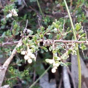 Cryptandra amara at Marlowe, NSW - 23 Aug 2020 12:29 PM