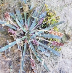 Plantago sp. (Plantain) at Marlowe, NSW - 23 Aug 2020 by trevorpreston