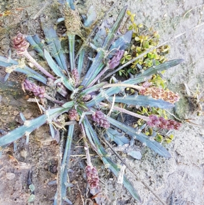 Plantago sp. (Plantain) at Marlowe, NSW - 23 Aug 2020 by trevorpreston