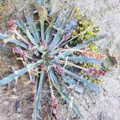 Plantago sp. (Plantain) at Mongarlowe River - 23 Aug 2020 by tpreston