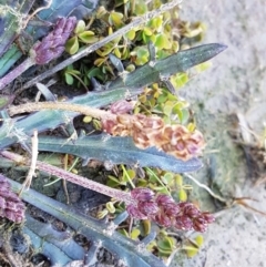 Plantago sp. at Marlowe, NSW - 23 Aug 2020