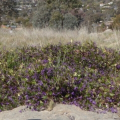Hardenbergia violacea (False Sarsaparilla) at Cooleman Ridge - 27 Sep 2017 by AndyRussell