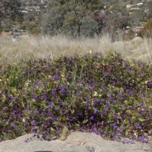 Hardenbergia violacea at Cooleman Ridge - 27 Sep 2017 01:21 PM