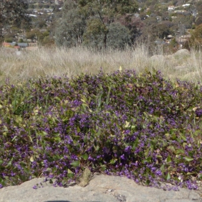 Hardenbergia violacea (False Sarsaparilla) at Cooleman Ridge - 27 Sep 2017 by AndyRussell