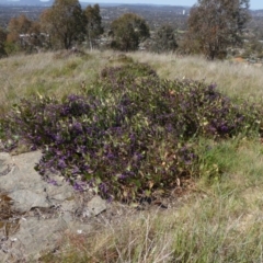 Hardenbergia violacea at Cooleman Ridge - 27 Sep 2017