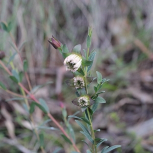Pimelea linifolia at Downer, ACT - 23 Aug 2020