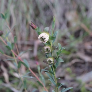 Pimelea linifolia at Downer, ACT - 23 Aug 2020 09:19 AM