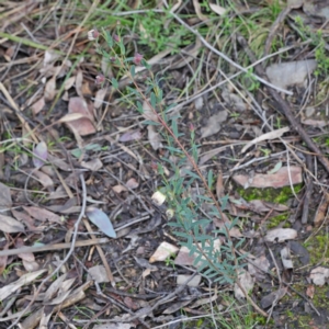 Pimelea linifolia at Downer, ACT - 23 Aug 2020