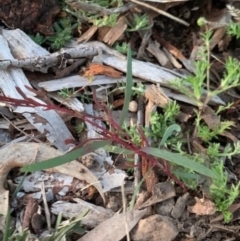 Daviesia leptophylla (Slender Bitter Pea) at Fowles St. Woodland, Weston - 23 Aug 2020 by AliceH