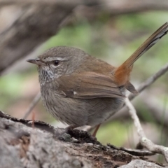 Hylacola pyrrhopygia (Chestnut-rumped Heathwren) at Block 402 - 23 Aug 2020 by patrickcox